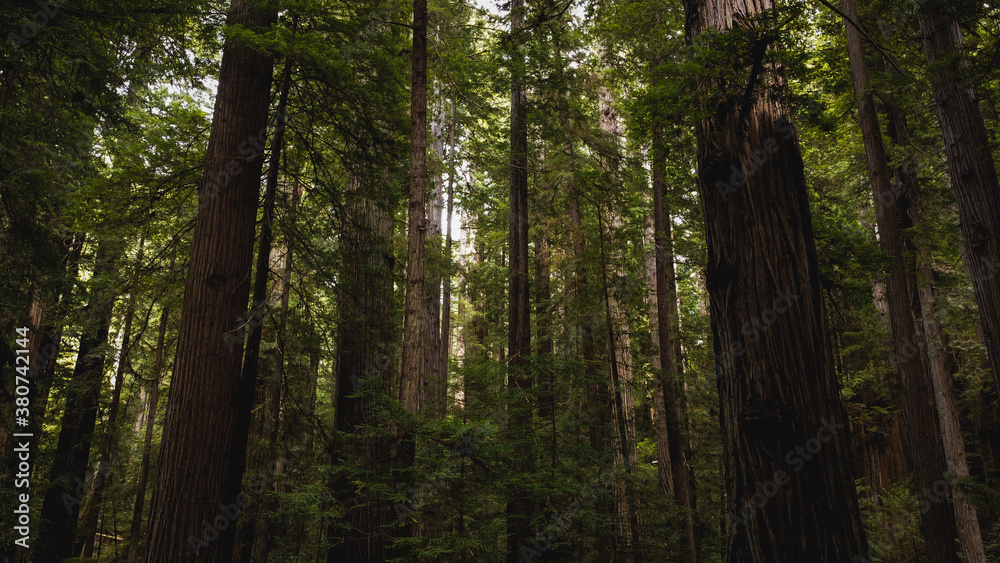 trees in the forest trees in the forest