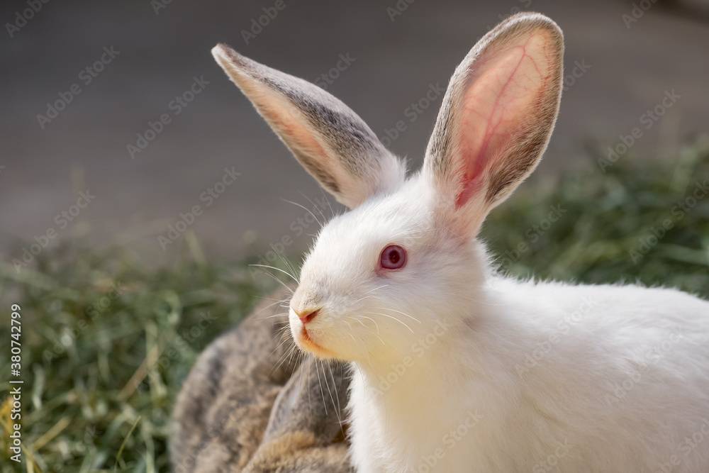 Portrait of a white rabbit. White rabbit bunny close-up. Portrait of a white rabbit. White rabbit bunny close-up.