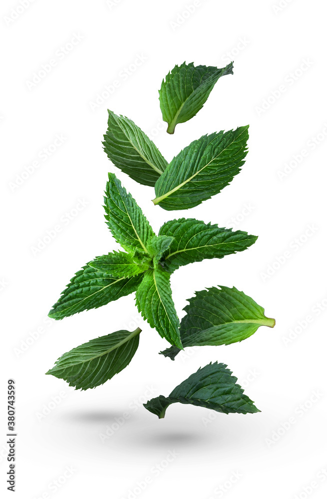 Fresh green mint leaves on a white background. Falling leaves. Mint Fresh green mint leaves on a white background. Falling leaves. Mint
