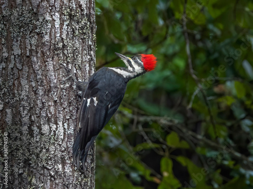 Female Pileated Woodpecker perched on side of tree.