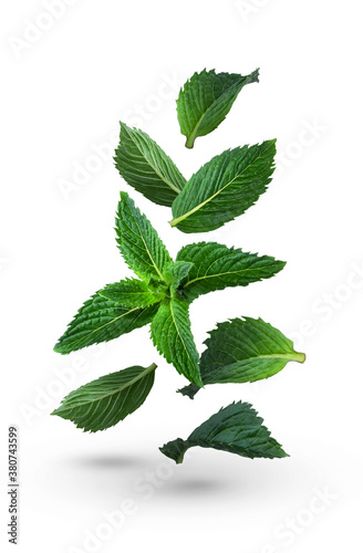 Fresh green mint leaves on a white background. Falling leaves. Mint