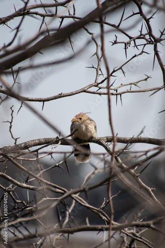 Little bird in a tree with torns