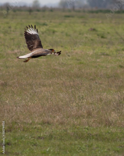 Big hunter bird flying