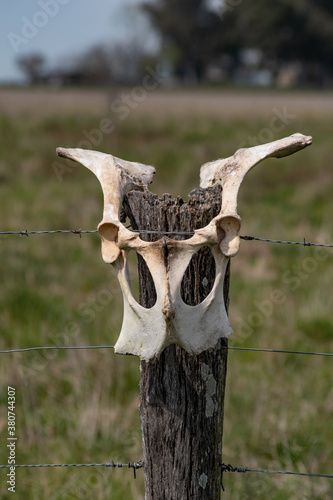 skull of a bull