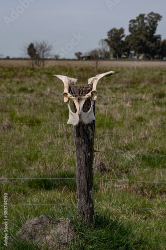 Cow skull in the fence