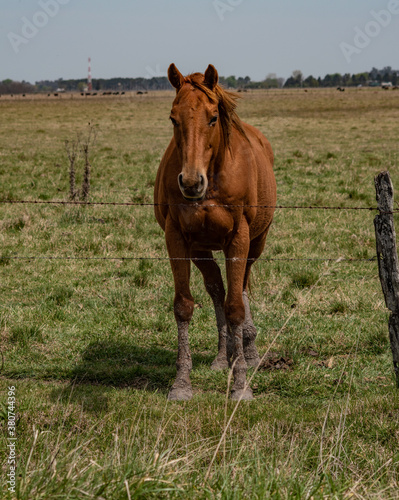 brown horse in the meadow