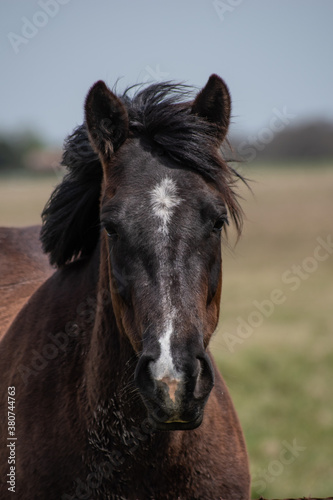 portrait of a horse © MTE