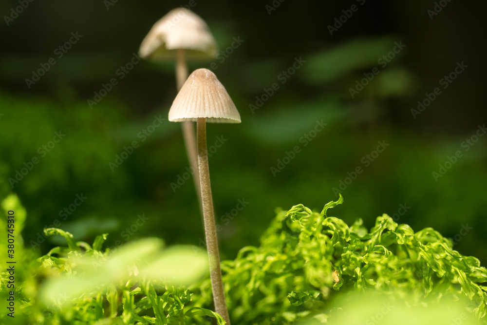 Mycena,
tiny forest mushrooms, macro photo Mycena,
tiny forest mushrooms, macro photo