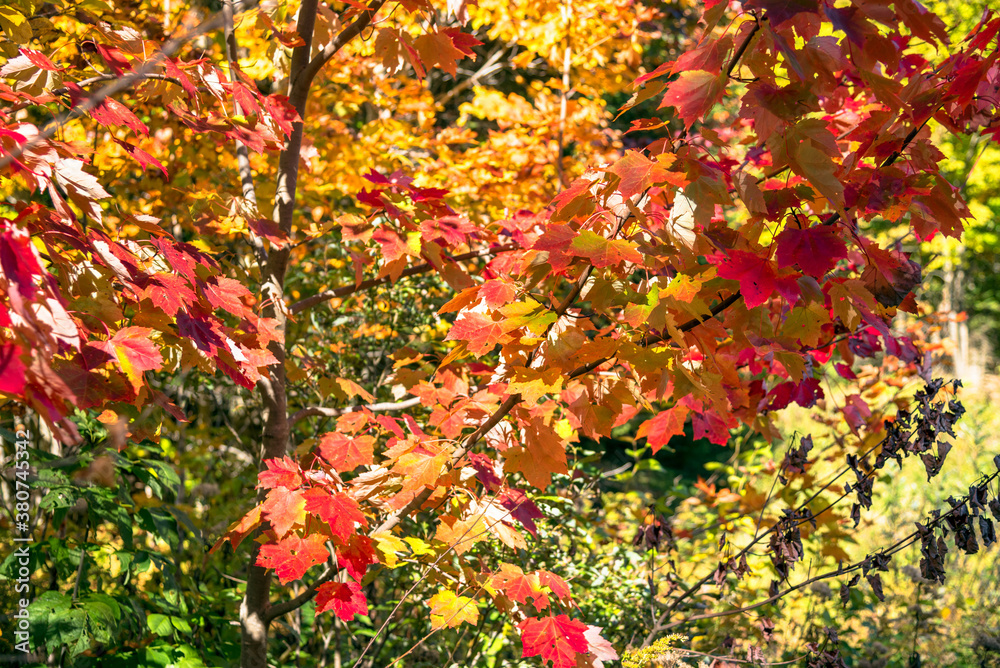 Close up of red maple leaves on a sunny autumn day. Natural background. Close up of red maple leaves on a sunny autumn day. Natural background.