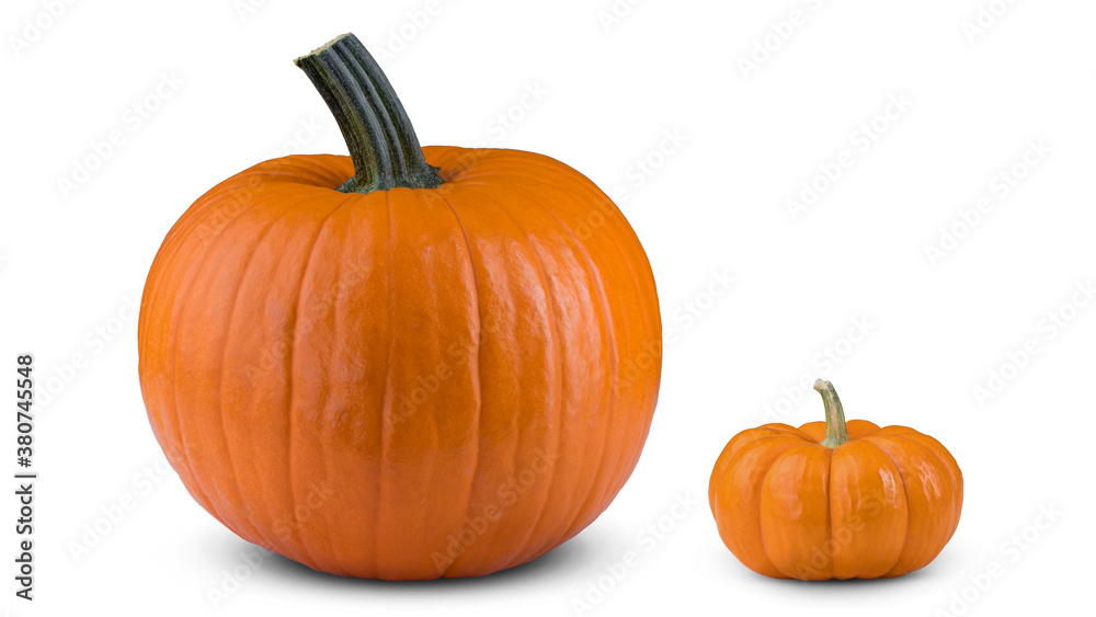 Fototapeta premium Pumpkin large and small size on white isolated background. Pumpkin super macro closeup.