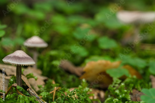 Mycena, tiny forest mushrooms, macro photo
