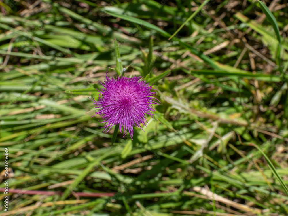 Flora Flora