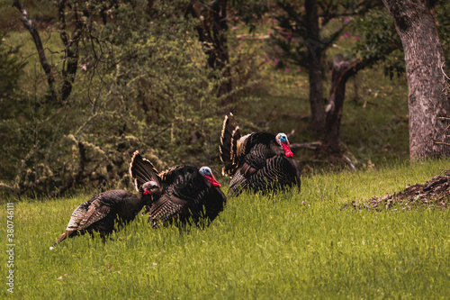 Photography Horizontal image of male toms wild turkey displaying their plume of puffed feathers and red and blue gobble to prospective female mates in a green field with forest trees in the background