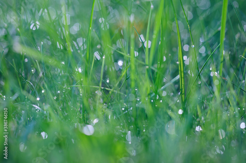 Abstract blurred background of green grass with dew drops. Bokeh, morning freshness.