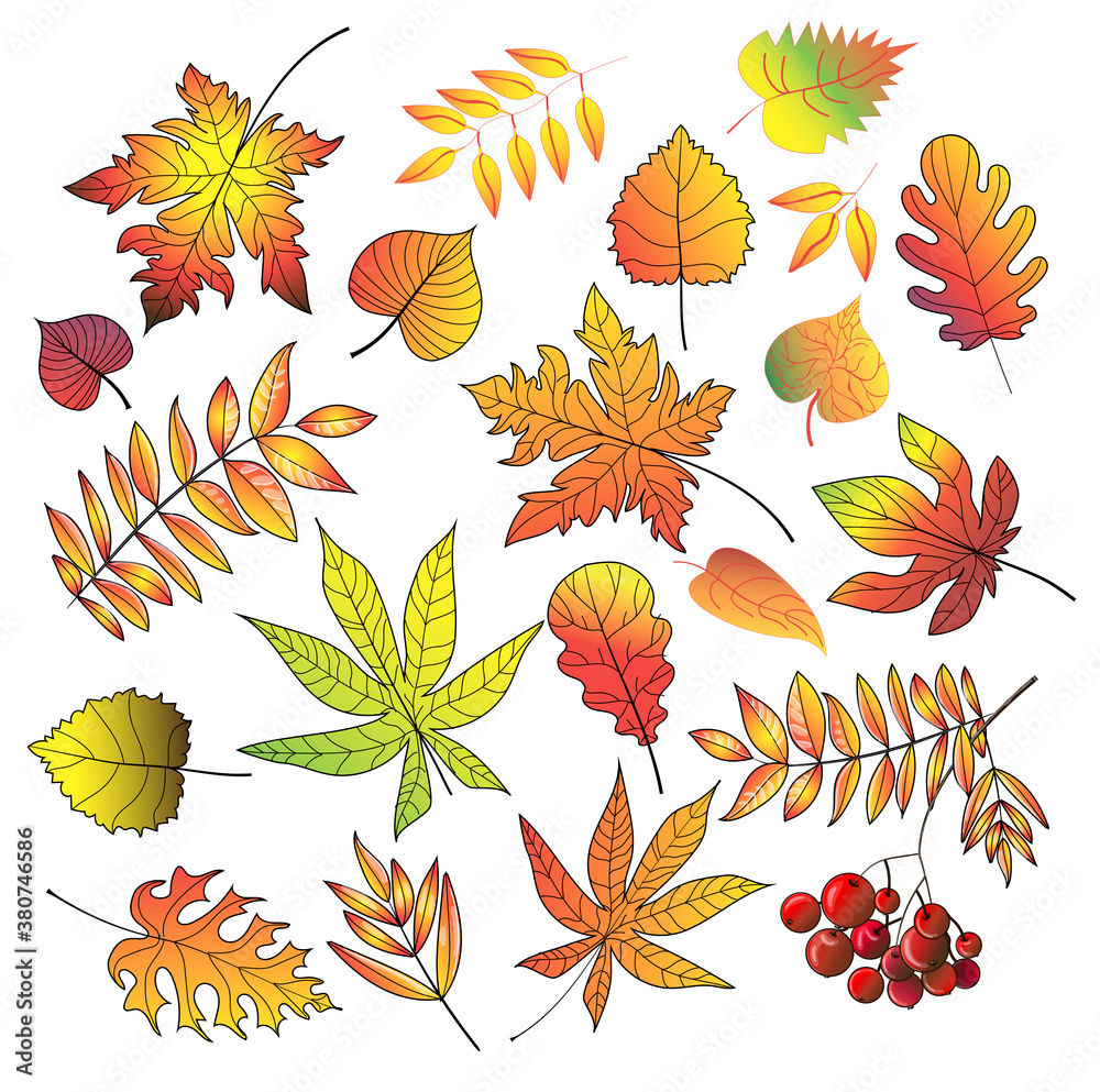 Set of autumn leaves - maple, birch, ash, mountain ash, chestnut, poplar, oak. Isolated on a white background. Stock vector illustration. Set of autumn leaves - maple, birch, ash, mountain ash, chestnut, poplar, oak. Isolated on a white background. Stock vector illustration.