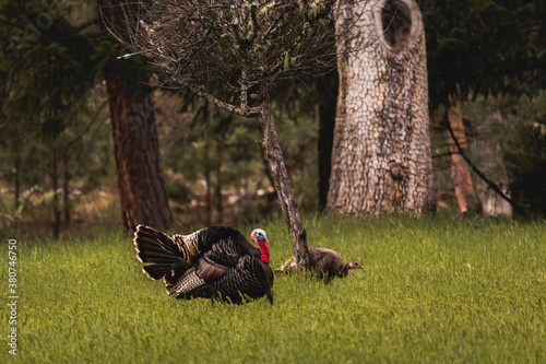 Obraz na plátně Horizontal image of male toms wild turkey displaying their plume of puffed feathers and red and blue gobble to prospective female mates in a green field with forest trees in the background