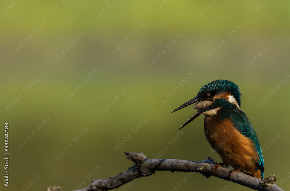Fototapeta premium Eisvogel ( Alcedo atthis ) mit Fisch im Schnabel , in einem Naturschutzgebiet , in Brandenburg