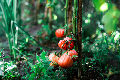 Ripe red tomatoes on branch of tomato plant growing on soil in garden