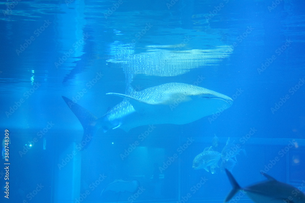 Fototapeta premium 오사카 카이유칸 수족관 동물들