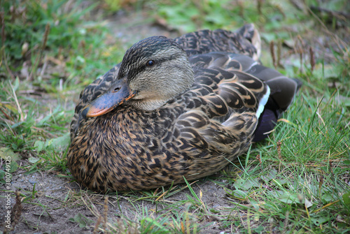 duck on grass beak in feathers mallard bird