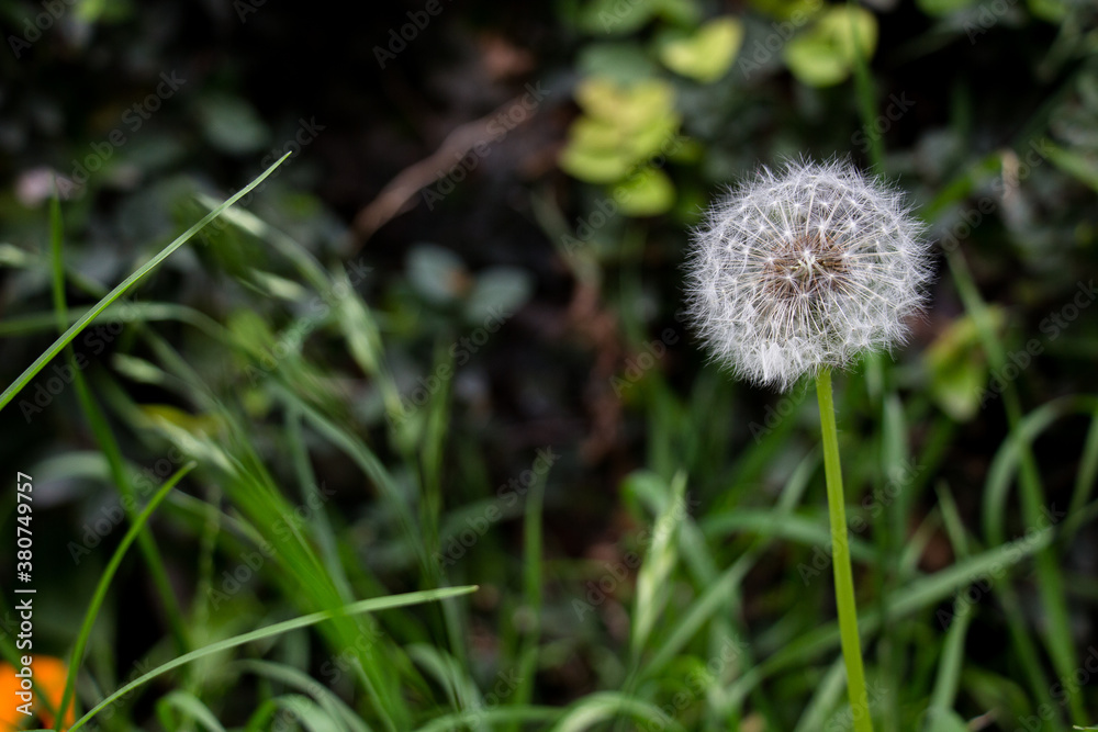 Diente de león en el jardín