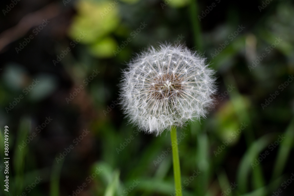 Diente de león en el jardín