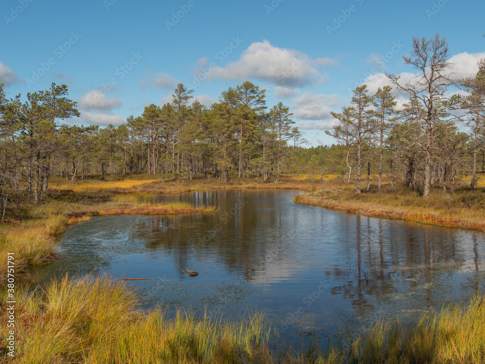 Fototapeta premium autumn in the forest