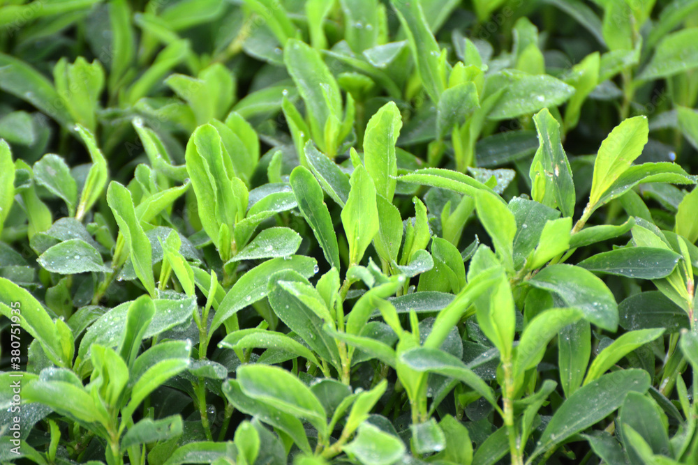 In spring, the green grass Polygonum aviculare grows In spring, the green grass Polygonum aviculare grows