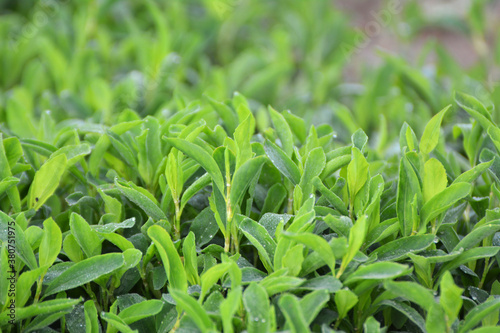 In spring  the green grass Polygonum aviculare grows
