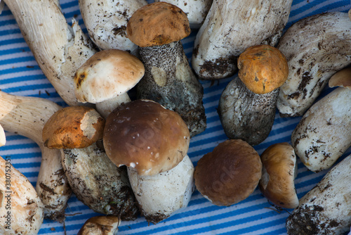 Mushrooms in a wooden box