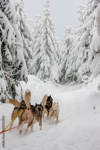 sledge dogging, Sedivacek's long, Czech Republic photo