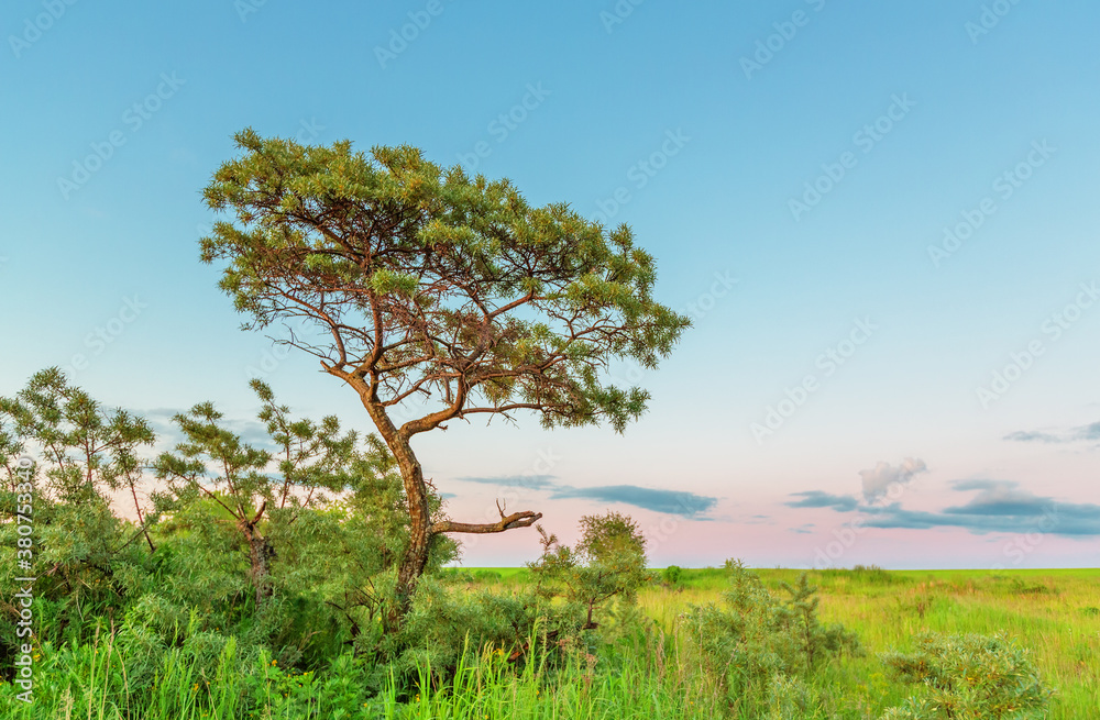 Sea buckthorn tree in summer evening Sea buckthorn tree in summer evening