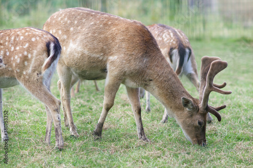 Macho de gamo  Dama dama  psta entre los cuartos traseros de dos hembras.