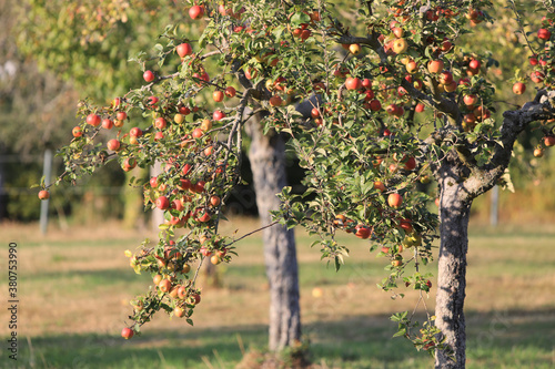 Apfelbaum auf Streuobstwiese