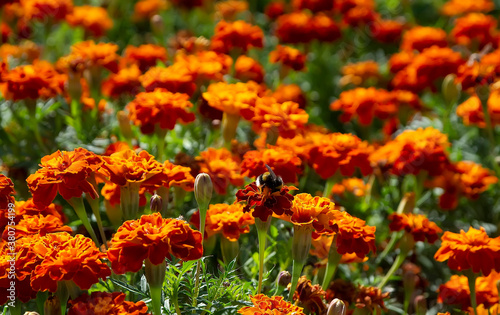 Red-orange flowers and a bee sitting on a flower. © SolaraLife888