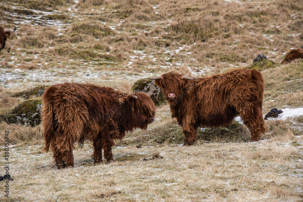 Highland cow with wet fluff eating dried grass while pasturing on snowy hill on Faroe Islands Highland cow with wet fluff eating dried grass while pasturing on snowy hill on Faroe Islands