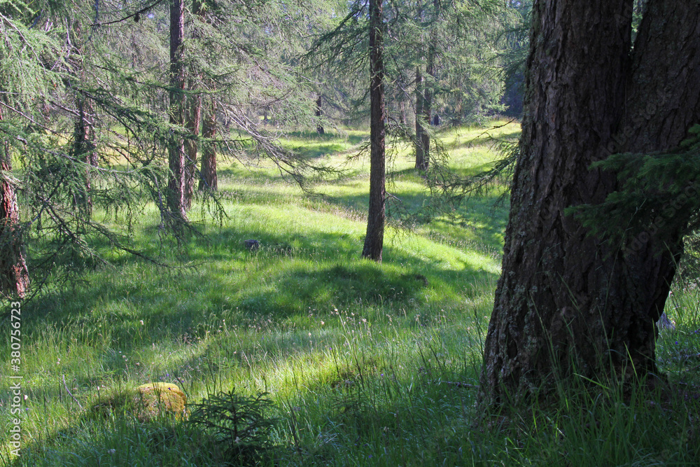 Fototapeta premium luminoso bosco di larici