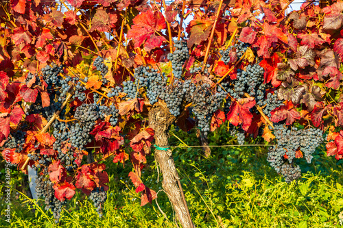 Autumn vineyards in Blatnice pod Svatym Antoninkem, Southern Moravia, Czech Republic photo