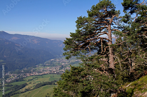 grande pino contorto (Pinus silvestris) a picco sulla Val di Fiemme photo