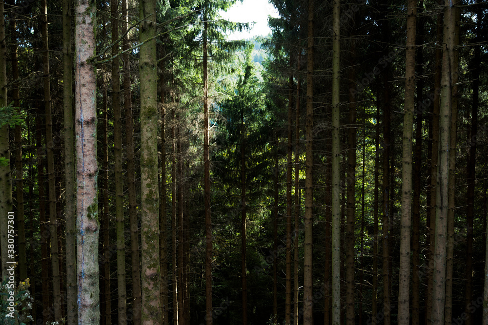 Wald gebiete in Sauerland  - obrazy, fototapety, plakaty 