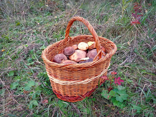 Wicker basket with freshly picked forest mushrooms on the grass close-up.
