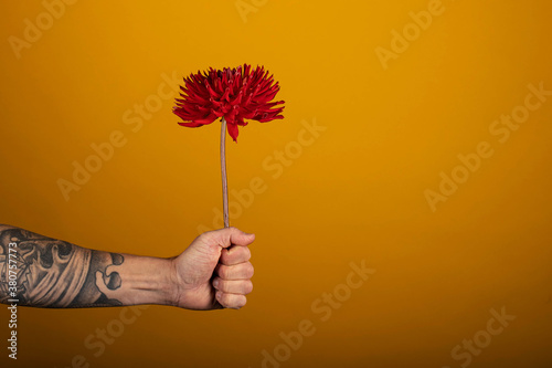 Arm of man with tattoos holding a pretty dahlia flower 