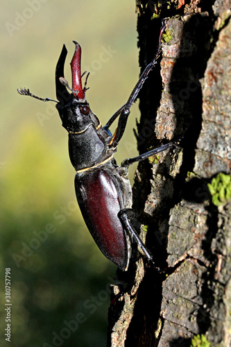 grande coleottero dall'aspetto minaccioso (cervo volante, Lucanus cervo) photo