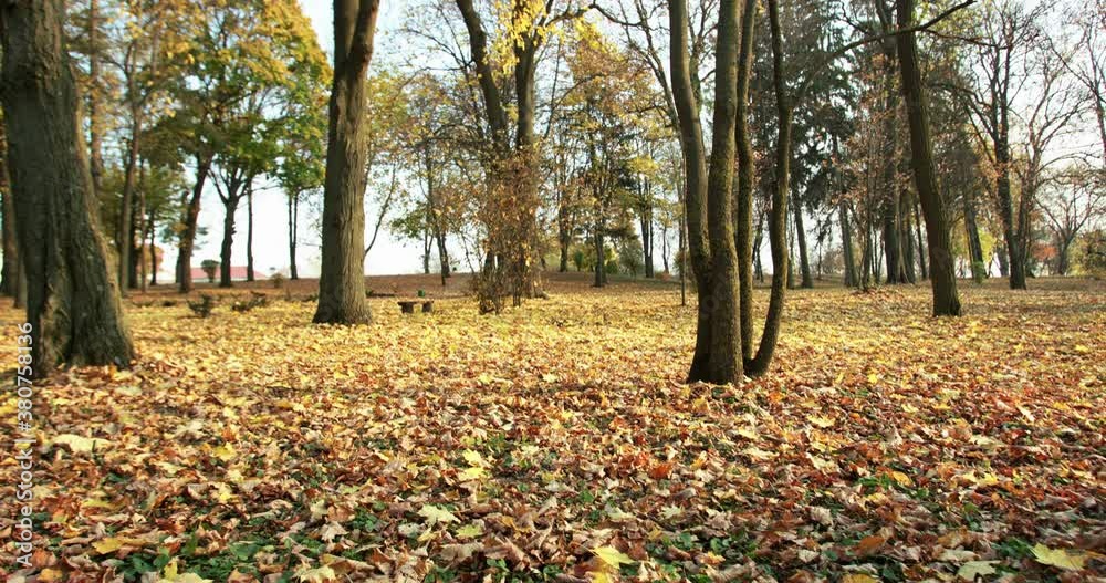 Beautiful background of clear autumn park in sunny day Beautiful background of clear autumn park in sunny day