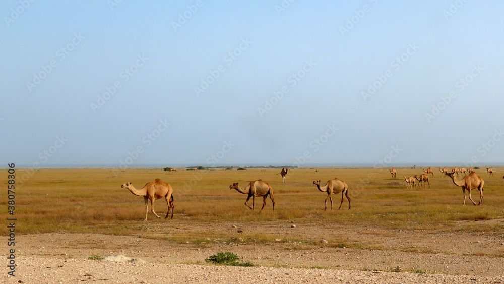 Fototapeta premium camels in desert