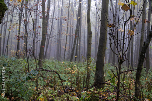 Wald in Sauerland 