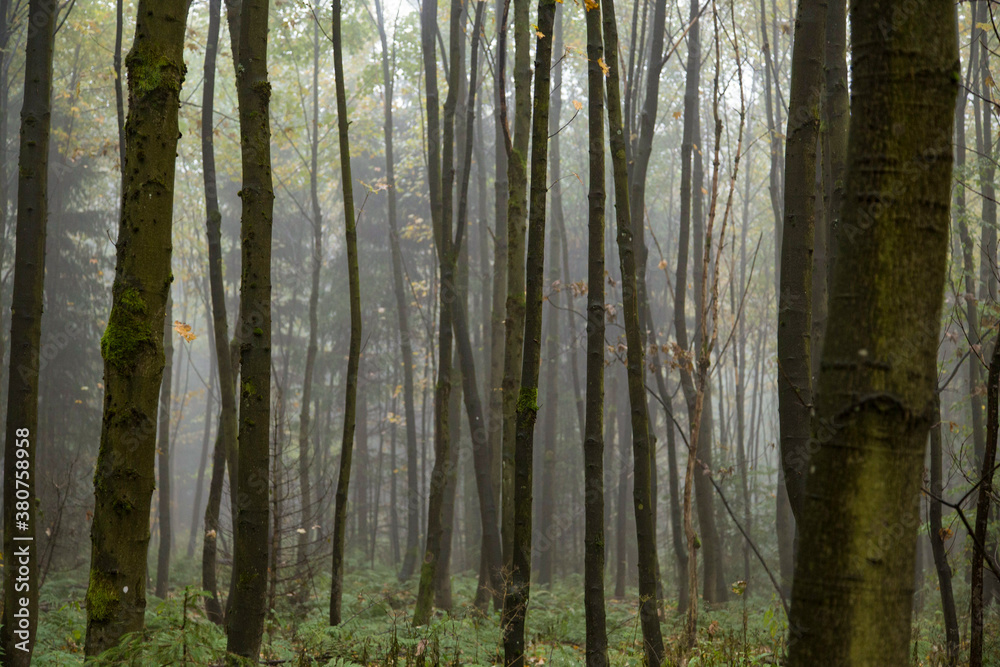 Fototapeta premium Wald in Sauerland 