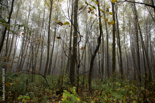 Wald in Sauerland 