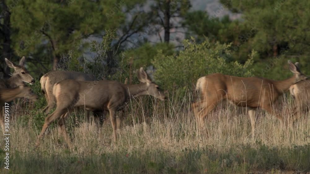 Female mule deer does follow big male bucks in Bandelier National Monument in New Mexico. Hight quality slow motion slo mo 4K video. Female mule deer does follow big male bucks in Bandelier National Monument in New Mexico. Hight quality slow motion slo mo 4K video.