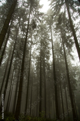 Wald in Sauerland 